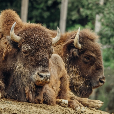 American bison (buffalo) - De Zonnegloed - Animal park - Animal refuge centre 